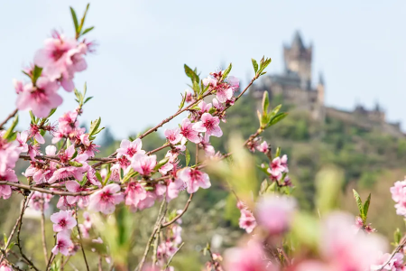 Bloeiende perzikboom met de Reichsburg op de achtergrond