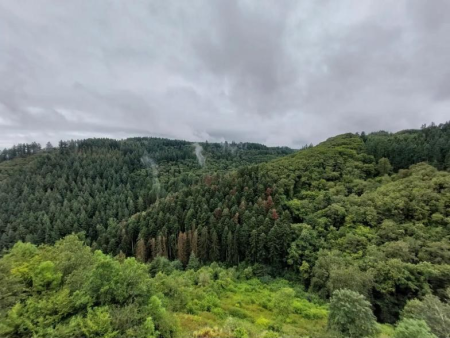 Bloeiend koolzaadveld met een bosrand op de achtergrond – Klidinger waterval en beekpad, Cochem