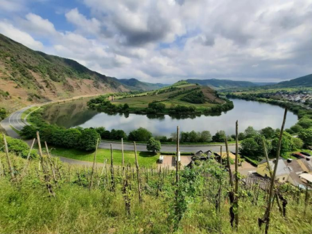 De Moezellus bij Bremm met het schiereiland en wijnstokken op de voorgrond – Calmont Klettersteig vanuit Ediger-Eller, Cochem