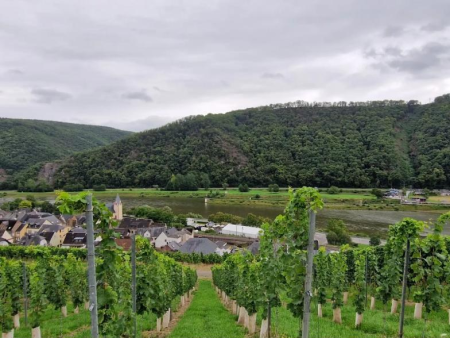 Wijngaardrijen boven een dorp met de Moezel en beboste heuvels – Burg Eltz en Elzbachdal vanuit Treis-Karden, Cochem